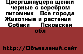 Цвергшнауцера щенки черные с серебром питомник - Все города Животные и растения » Собаки   . Псковская обл.